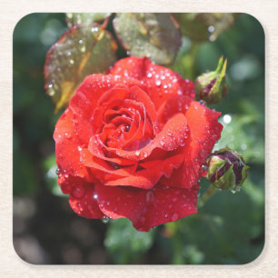 Beautiful Red Rose with Water Droplets Square Paper Coaster