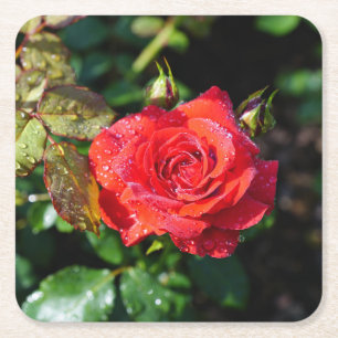 Beautiful Red Rose with Water Droplets Square Paper Coaster