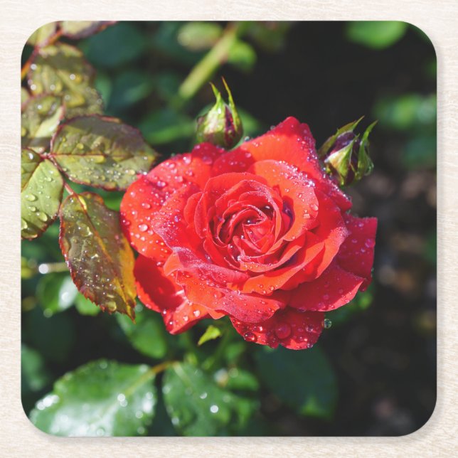 Beautiful Red Rose with Water Droplets Square Paper Coaster (Front)