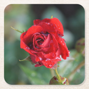 Beautiful Red Rose with Water Droplets Square Paper Coaster