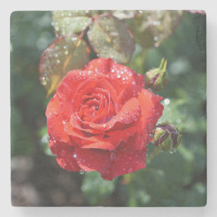 Beautiful Red Rose with Water Droplets Stone Coaster