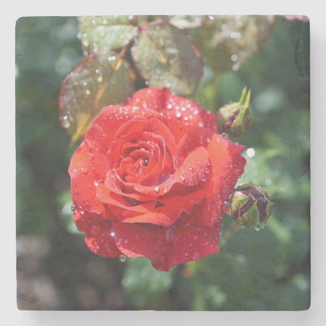 Beautiful Red Rose with Water Droplets Stone Coaster (Front)
