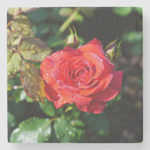 Beautiful Red Rose with Water Droplets Stone Coaster
