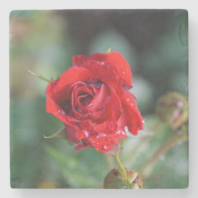 Beautiful Red Rose with Water Droplets Stone Coaster (Front)