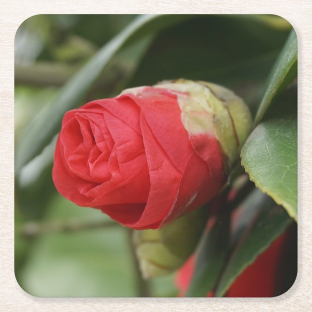 Beautiful Red Safflower Square Paper Coaster (Front)
