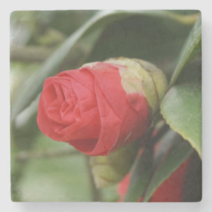 Beautiful Red Safflower Stone Coaster