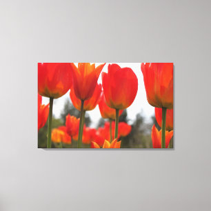Beautiful Red Tulip Flowers. Canvas Print