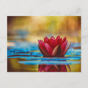 Beautiful Red Water Lily Postcard