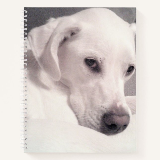 Beautiful Regal White Labrador Mix Dog Grey Notebo Notebook (Front)