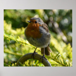 Beautiful Robin  Poster