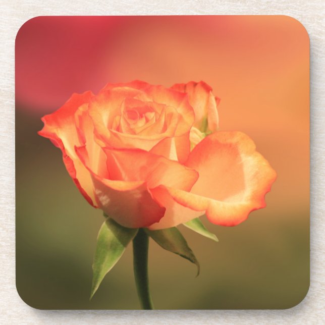 Beautiful Romantic Rose Photograph Coaster (Front)