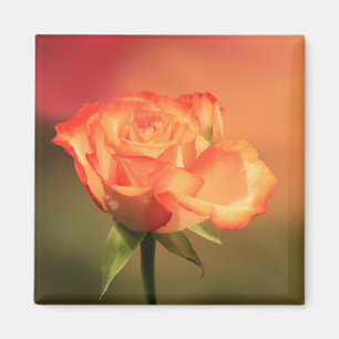 Beautiful Romantic Rose Photograph Magnet