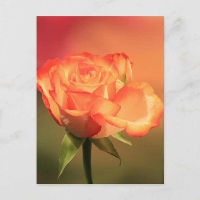 Beautiful Romantic Rose Photograph Postcard (Front)