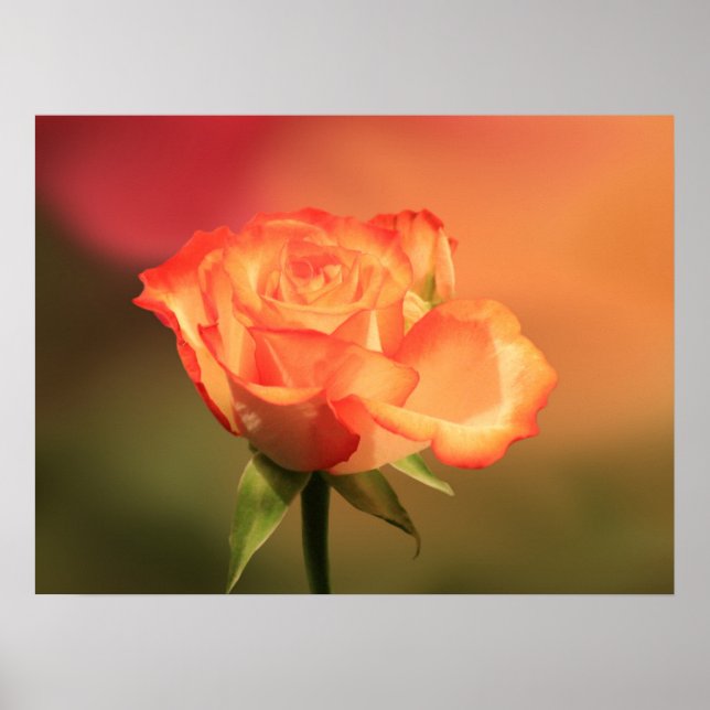 Beautiful Romantic Rose Photograph Poster (Front)