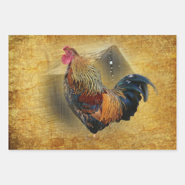 Beautiful Rooster and Rustic Barn Chicken Coop Wrapping Paper Sheet (Front)