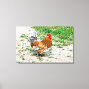 Beautiful Rooster out for a Summer Walk Canvas Print
