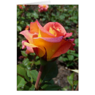 Beautiful Rose
