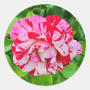 Beautiful Rose #2 Sticker