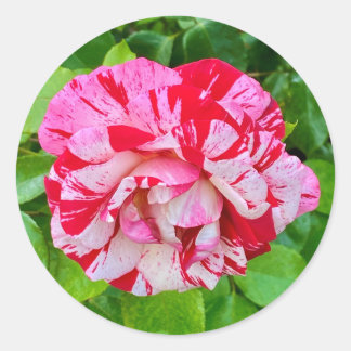 Beautiful Rose #2 Sticker