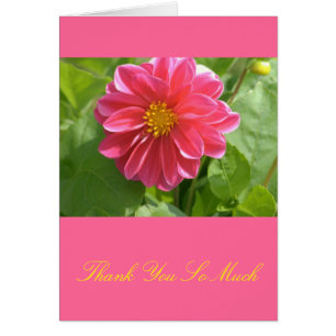 Beautiful Rose-Coloured Dahlia