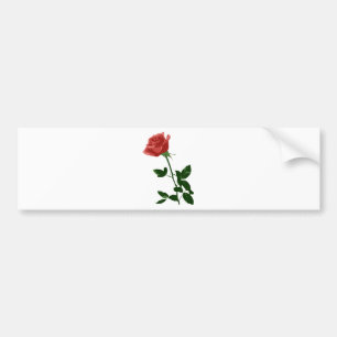 Beautiful Rose Flower Bumper Sticker