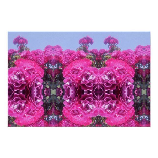 Beautiful Rose Flower  Poster (Front)