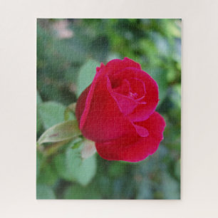 Beautiful Rose Jigsaw Puzzle