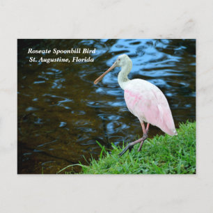 Beautiful Roseate Spoonbill Holiday Postcard