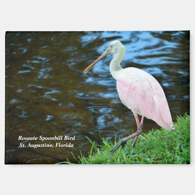 Beautiful Roseate Spoonbill Magnet (Front)