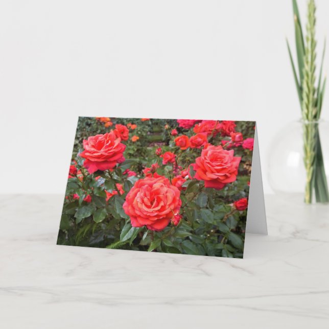 Beautiful Roses, Portland, Oregon Card (Front)