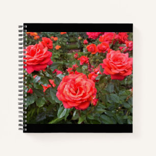 Beautiful Roses, Portland, Oregon Notebook