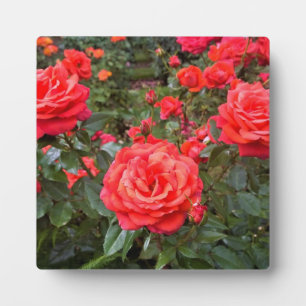 Beautiful Roses, Portland, Oregon Plaque