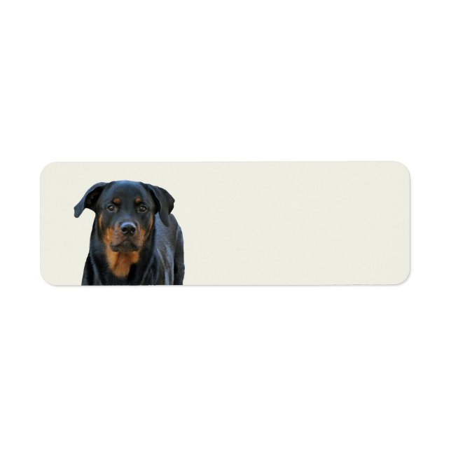 Beautiful Rottweiler Return Address Labels (Front)
