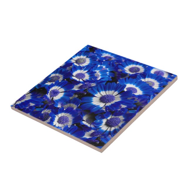 Beautiful Royal Blue Cineraria Flowers Tile (Side)