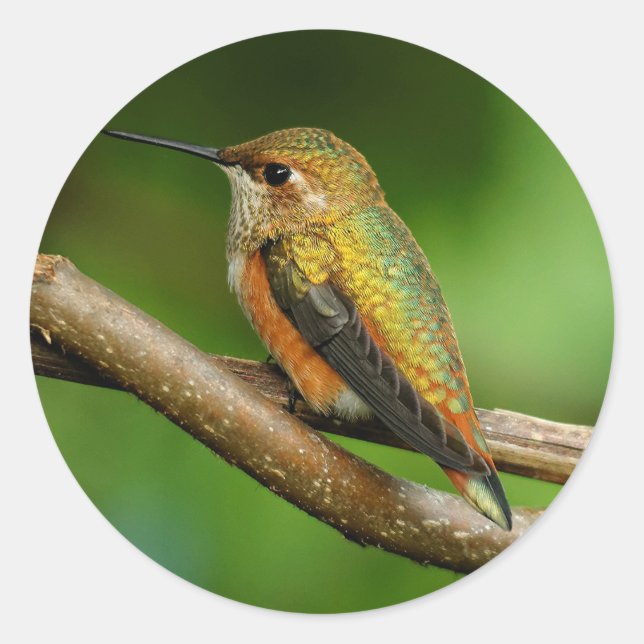 Beautiful Rufous Hummingbird on Twining Vines Classic Round Sticker (Front)
