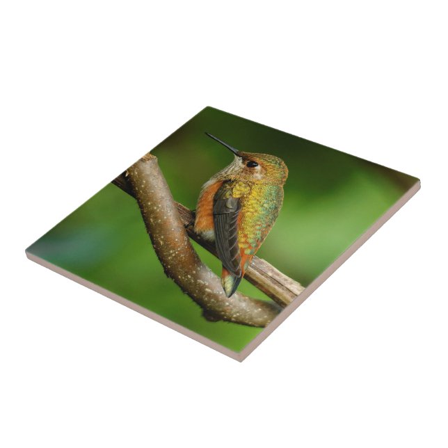 Beautiful Rufous Hummingbird on Twining Vines Tile (Side)