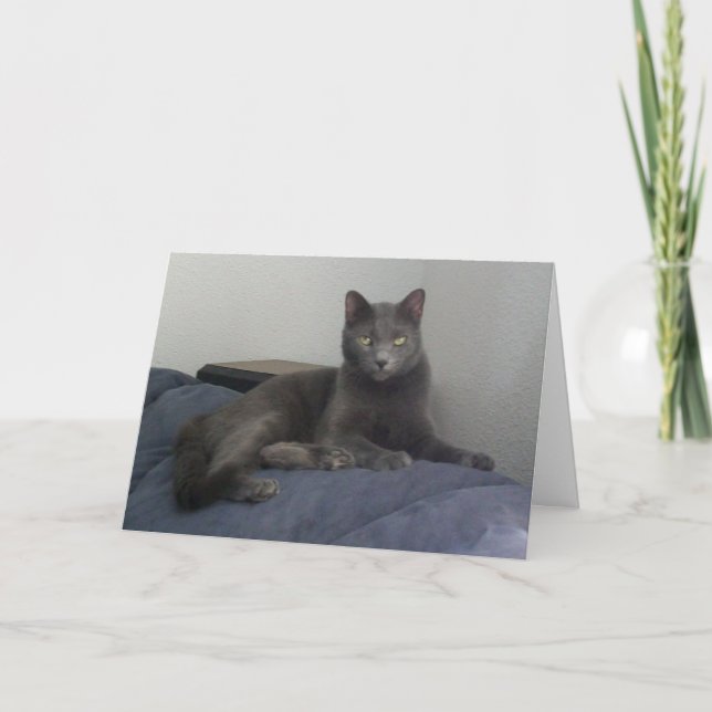 Beautiful Russian Blue Cat Greeting Card (Front)