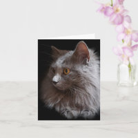 Beautiful Russian Blue Grey Cat Nebelung Blank