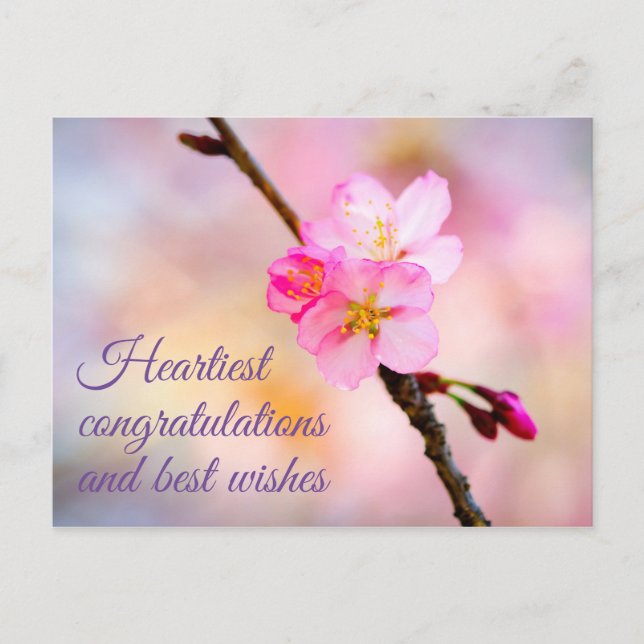 Beautiful Sakura Cherry Blossoms Postcard (Front)