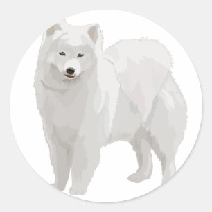 Beautiful Samoyed Classic Round Sticker