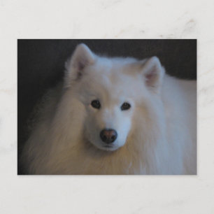 Beautiful Samoyed Postcard