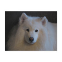 Beautiful Samoyed