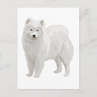 Beautiful Samoyed Postcard
