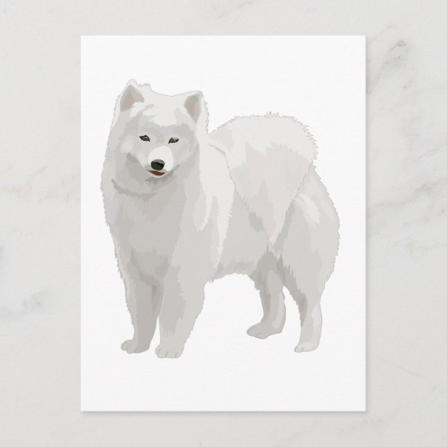 Beautiful Samoyed Postcard (Front)