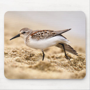 Beautiful Sandpiper Bird in the Sand Mouse Pad