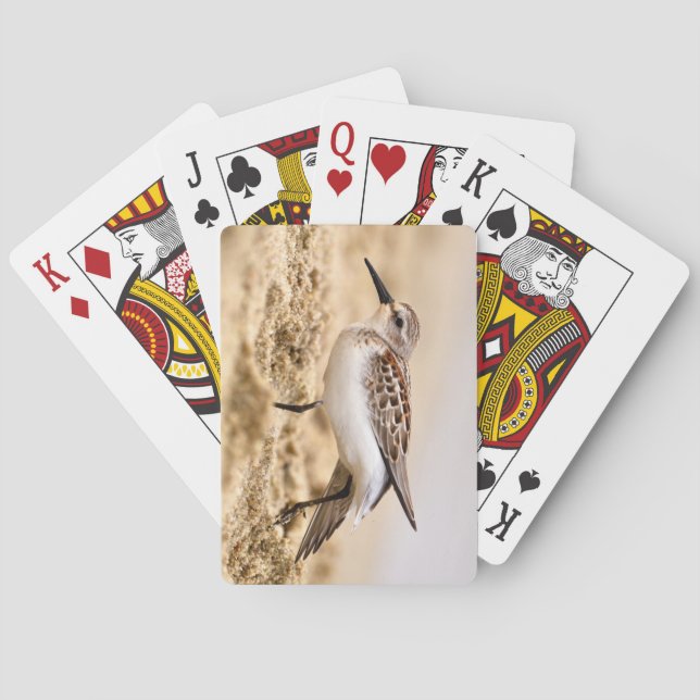 Beautiful Sandpiper Bird in the Sand Playing Cards (Back)