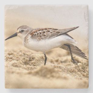 Beautiful Sandpiper Bird in the Sand Stone Coaster