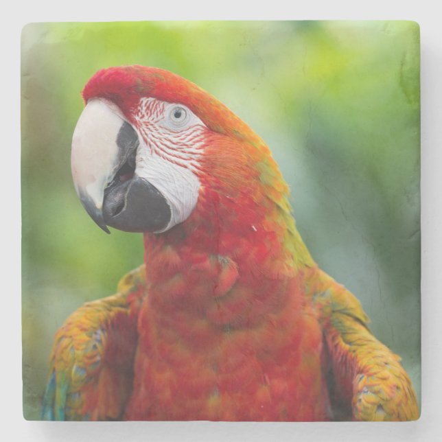 Beautiful Scarlet Macaw (Ara macao) Parrot Stone Coaster (Front)