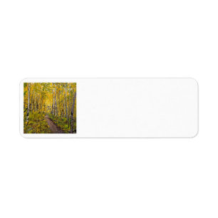 Beautiful Scenic Autumn Trail in Aspen Tree Grove