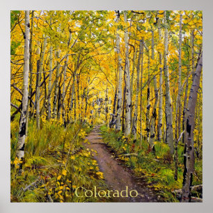 Beautiful Scenic Autumn Trail in Aspen Tree Grove Poster